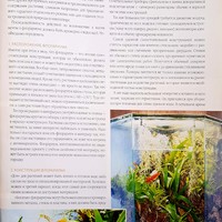 Вестник цветовода-январь-01(153)-2011-Комнатные джунгли_3.jpg